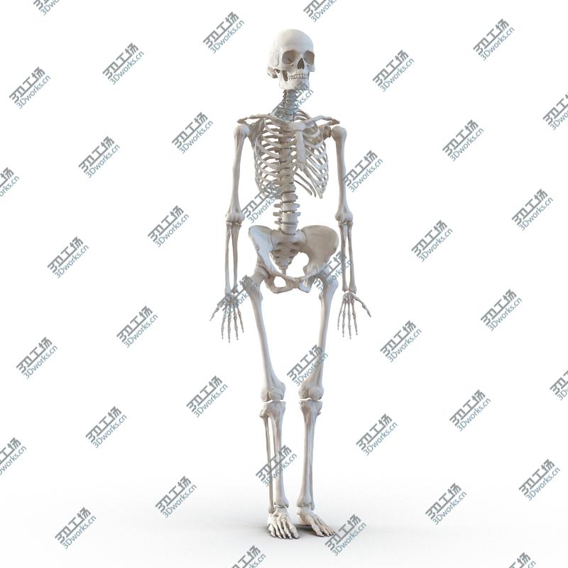 images/goods_img/20210114/Human Female Skeleton/2.jpg